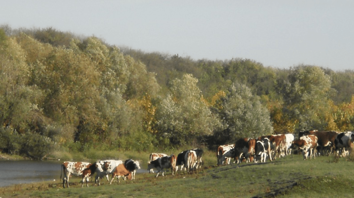 Sečanj, Vojvodina