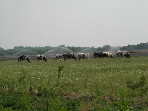 Vojvodina plain